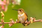 USA, New Mexico. Rufous hummingbird on limb. Art Print